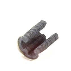 Team Associated 6299 E-Clips:1/8 Shaft